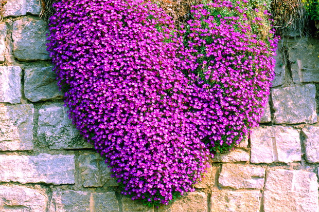 Żagwin tworzy efektowne poduchy zwisających pędów