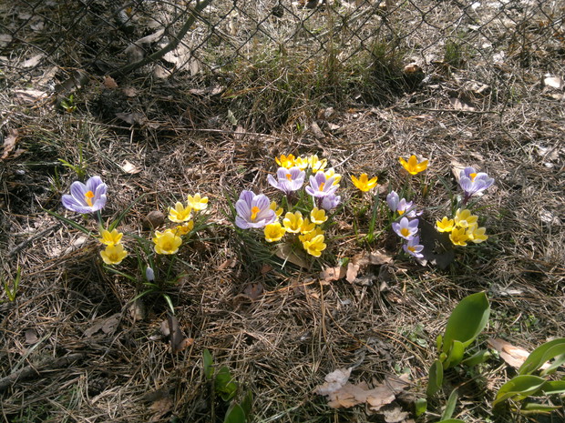 Zdecydowanie wiosna:)