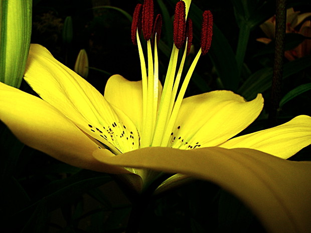 Żółta piękność