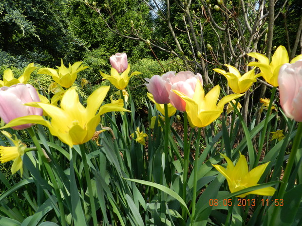 żółte liliokształtne