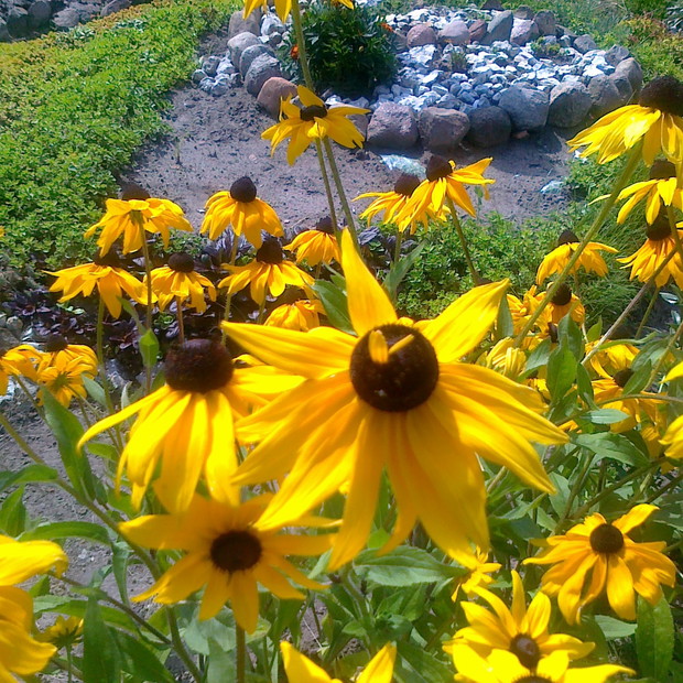 Żólte płatki rudbeki wyrastają nie zawsze na właściwym miejscu jak widać na zdjęciu. 
