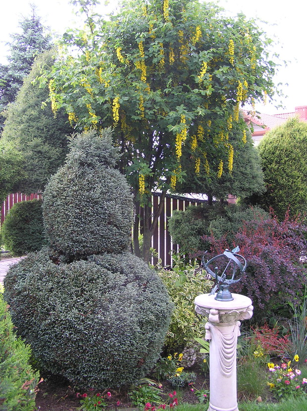 żółty deszcz - czyli złotokap w swojej całej krasie