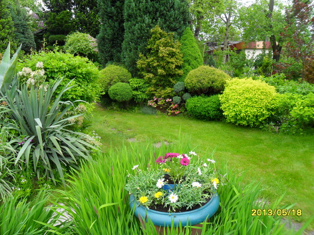 Zywotniki które corocznie sa przycinane.