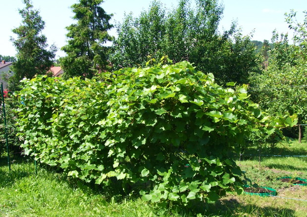 A oto nasza maleńka winnica.