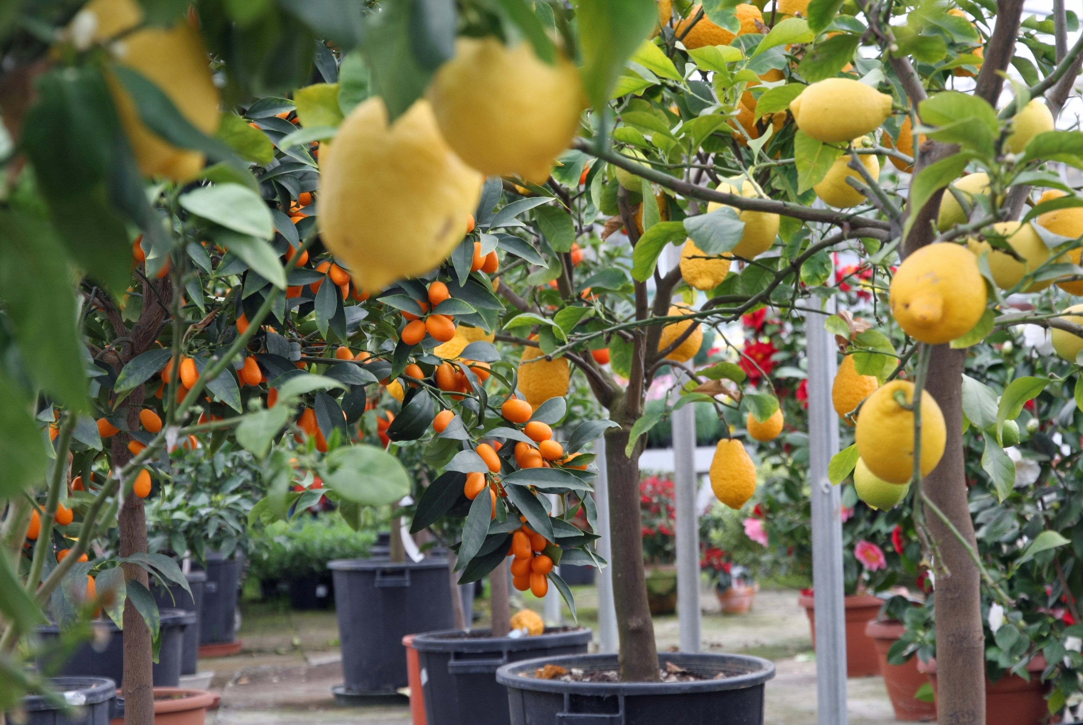 Aby uzyskać ładnie ukształtowaną koronę, drzewka przycinamy w marcu, a później także latem