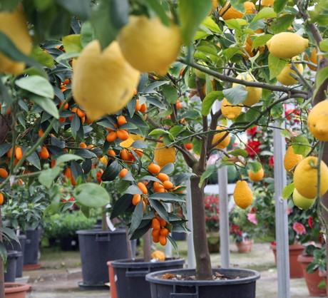 Aby uzyskać ładnie ukształtowaną koronę, drzewka przycinamy w marcu, a później także latem