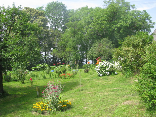 Aksamitki, kany hortensje, krzewuszki otoczone zielenią.