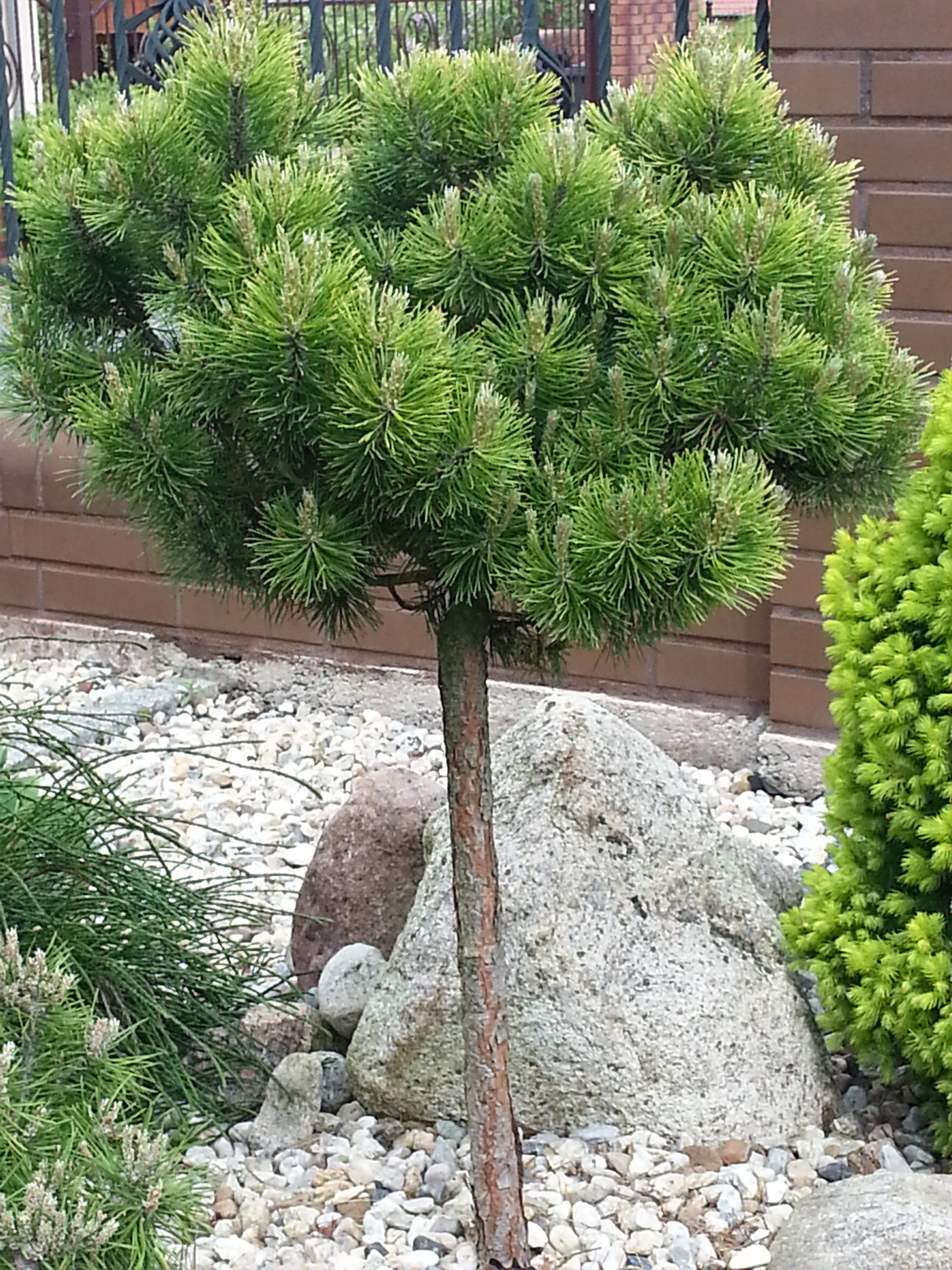 Apartament dla ptaków