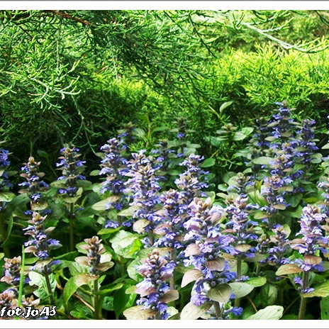 Bałaganik maskujący (pod nim szambo)