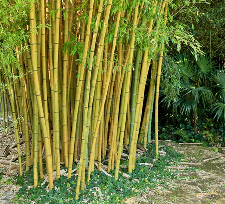 Bambusy z rodzaju Fargesia nie są ekspansywne i wypuszczają tylko krótkie rozłogi korzeniowe