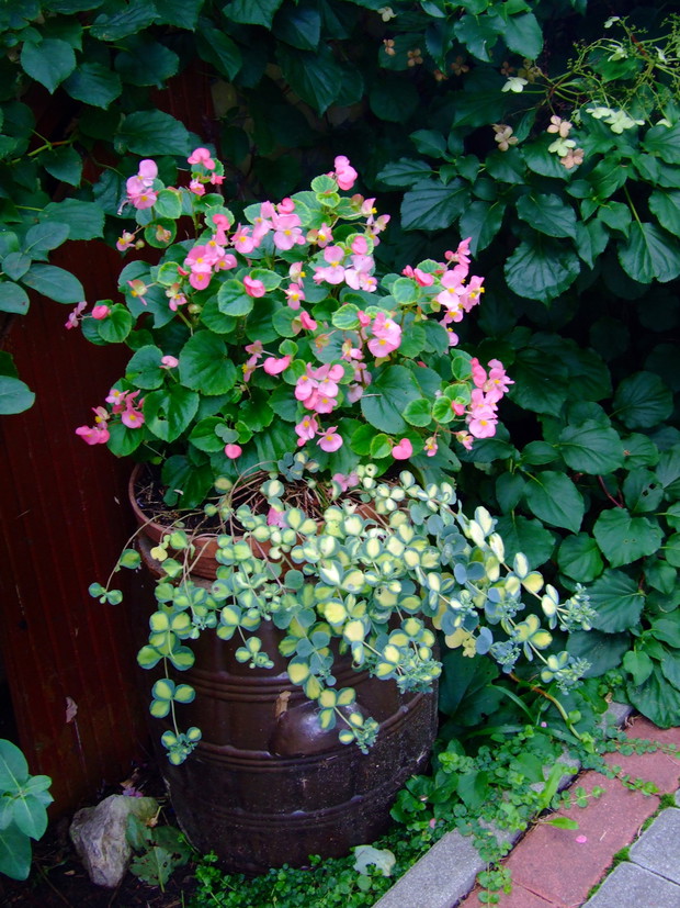 Barwne kompozycje w ciekawych donicach są ozdobą naszego ogrodu