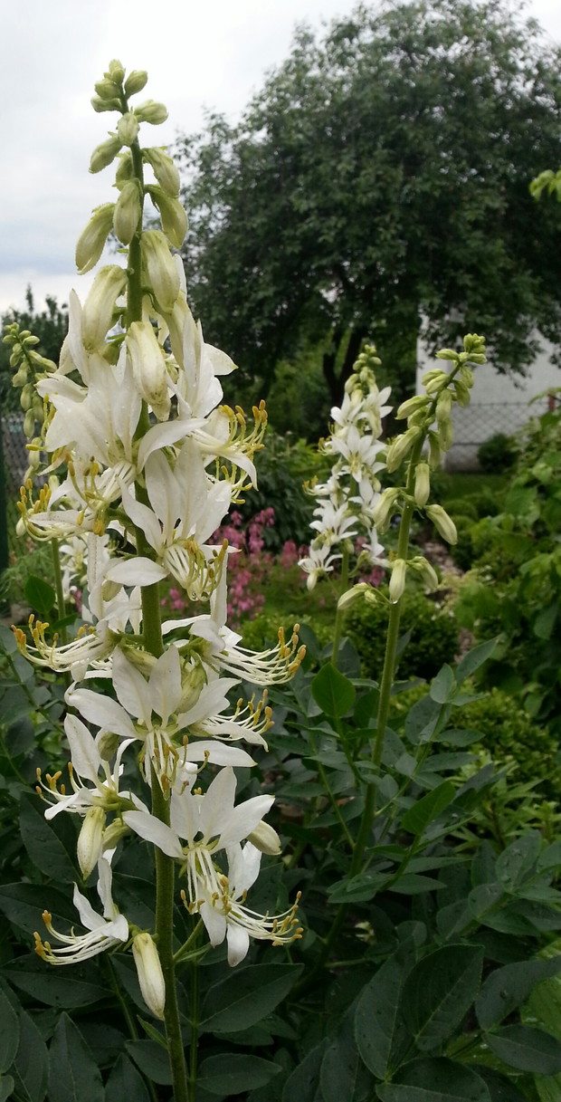 Białe kwiaty dyptamu