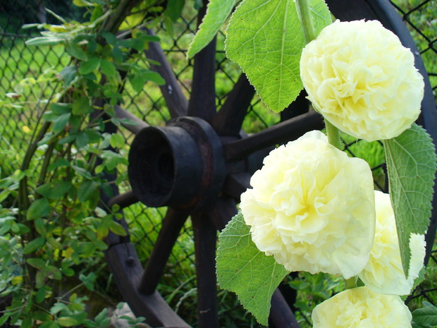 białe malwy jak arystokratki