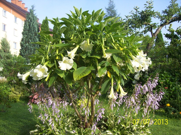 Bieluń upiększy twój ogród i taras