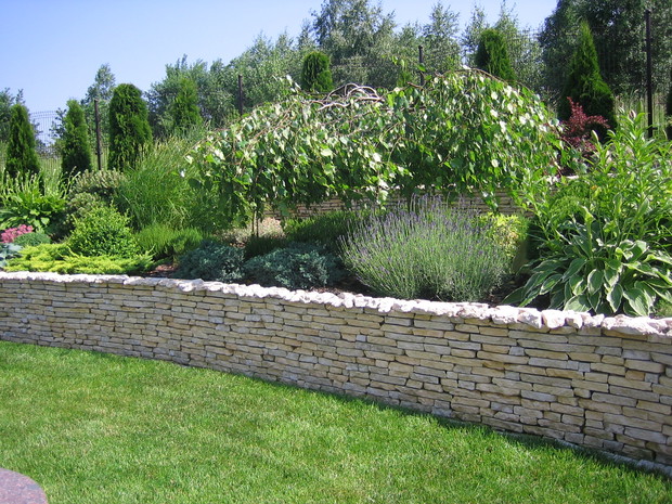 Brzozy i kwitnące lawendy na murku skalnym