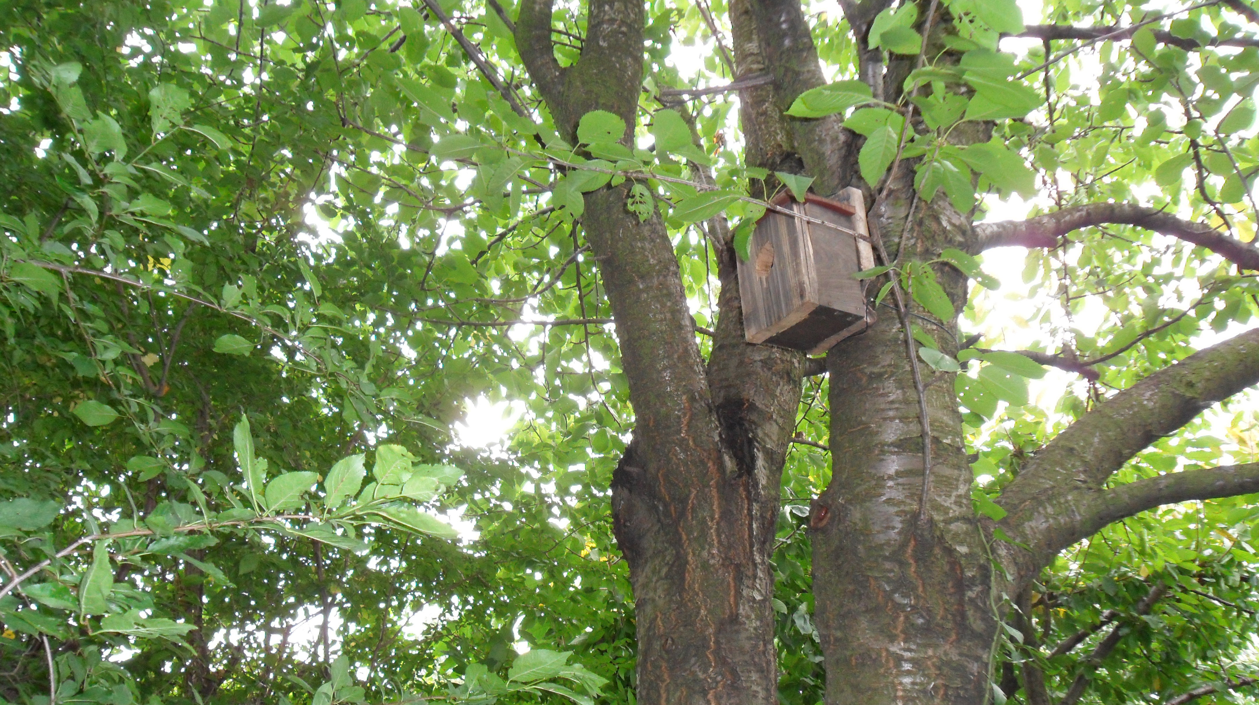 Budkę lęgową umieszczamy na wysokości ok. 4 m.