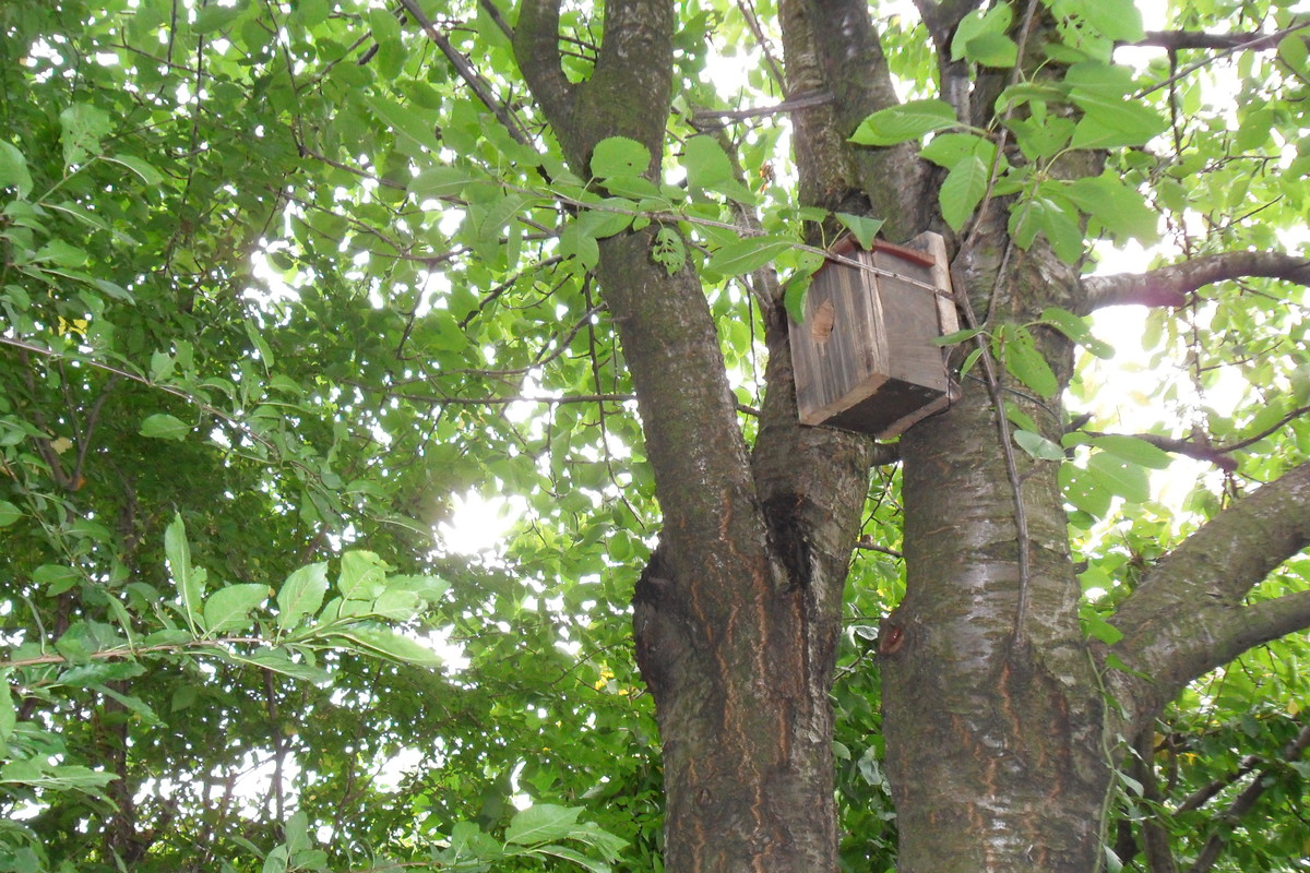 Budkę lęgową umieszczamy na wysokości ok. 4 m.