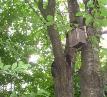 Budkę lęgową umieszczamy na wysokości ok. 4 m.