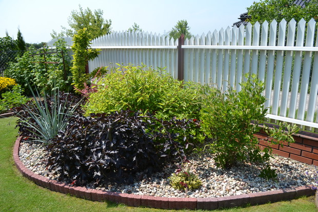 Buk czerwony Pendula, orszelina, guzikowiec zachodni, berberys oraz magnolia. 