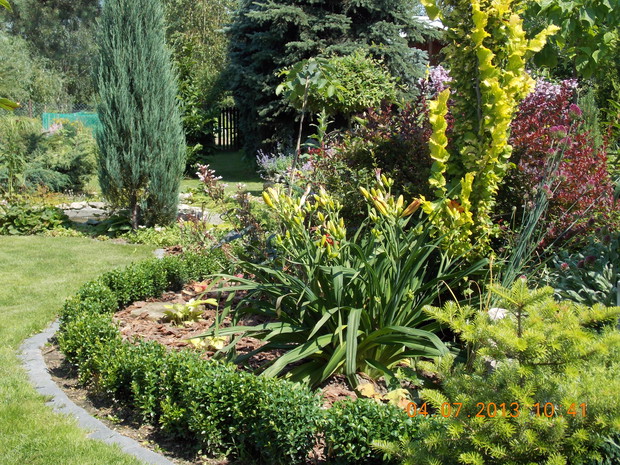 Bukszpanowy żywopłotek