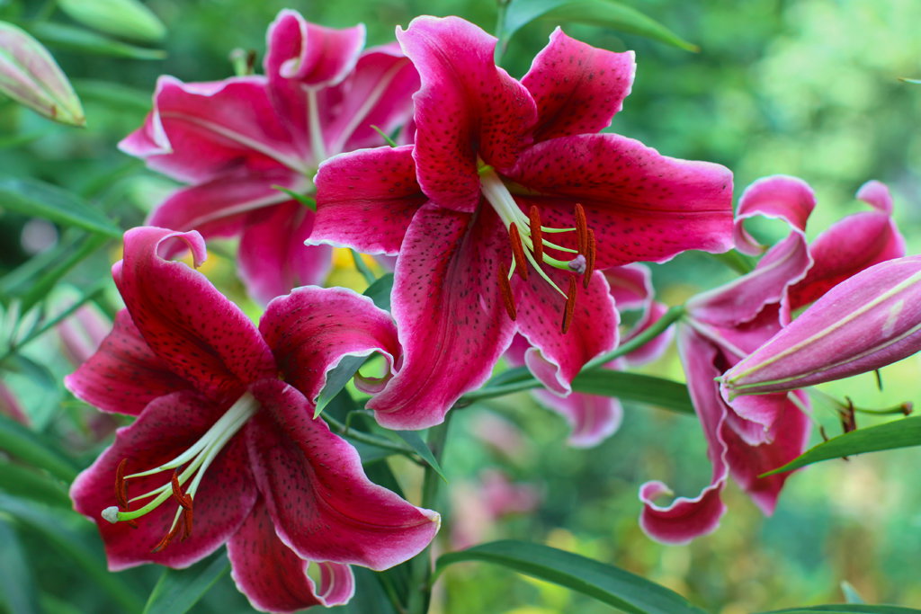 Ciemnoczerwone kwiaty nowej orientalnej odmiany Cupido