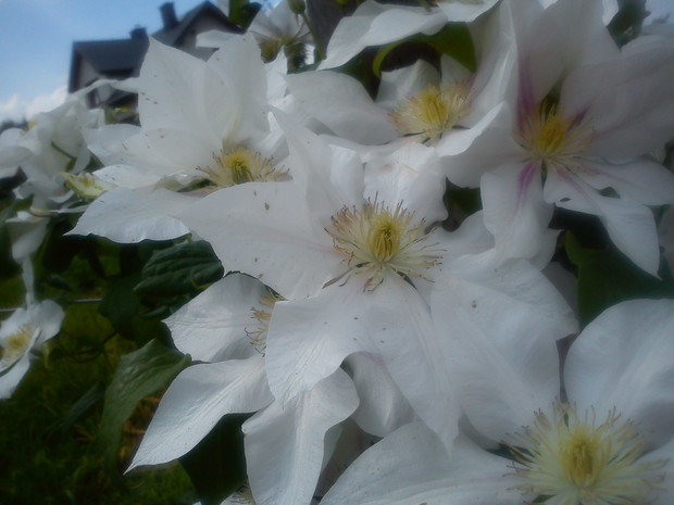 Clematis 