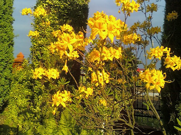 Cudownie pachnąca i przepięknie kwitnąca azalia pontyjska .