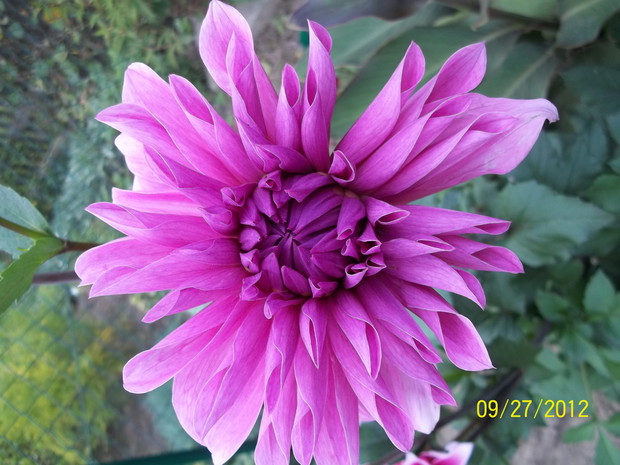 Dalia...