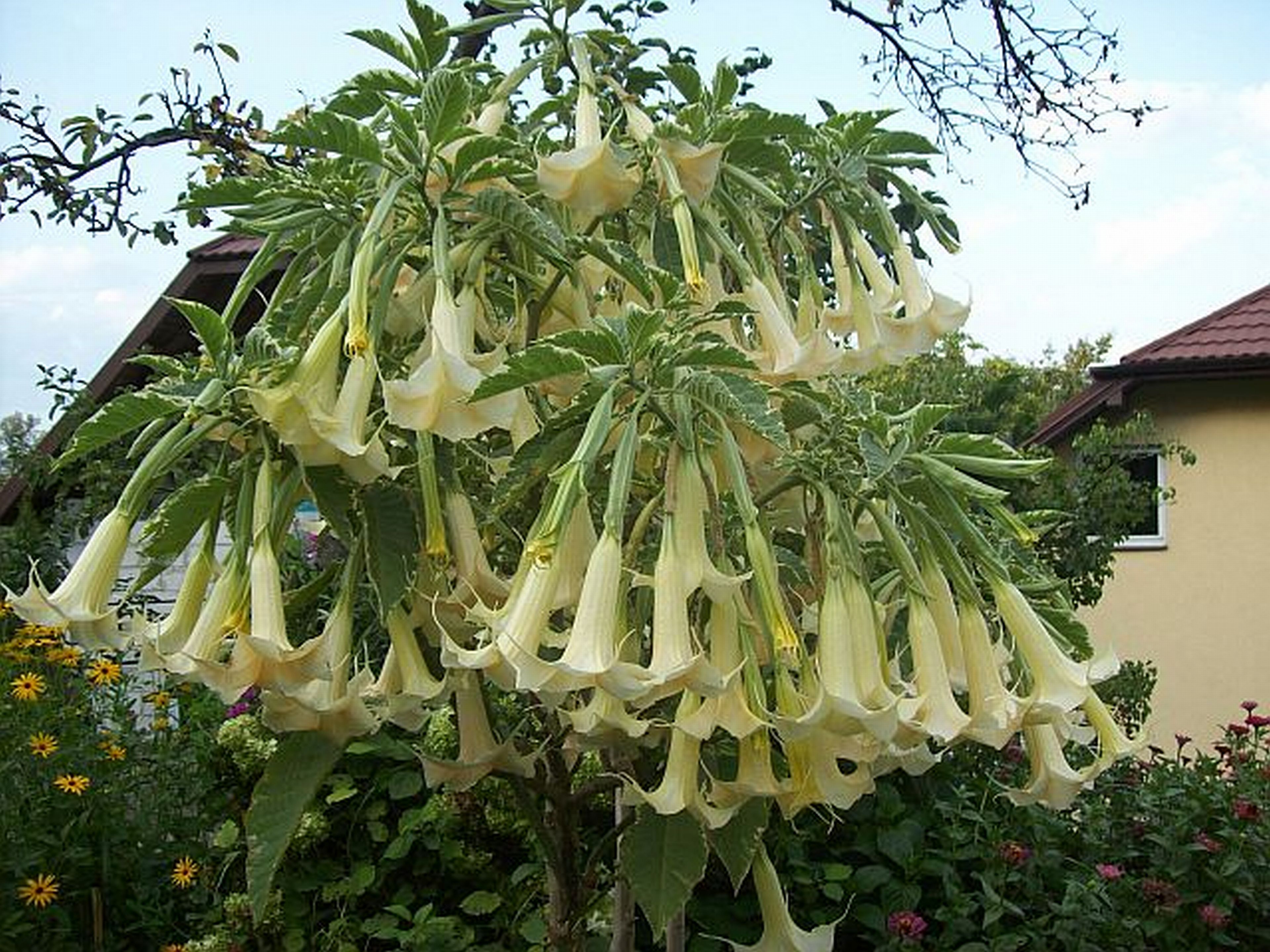 Datura - dzięki nim ogród pięknie pachnie