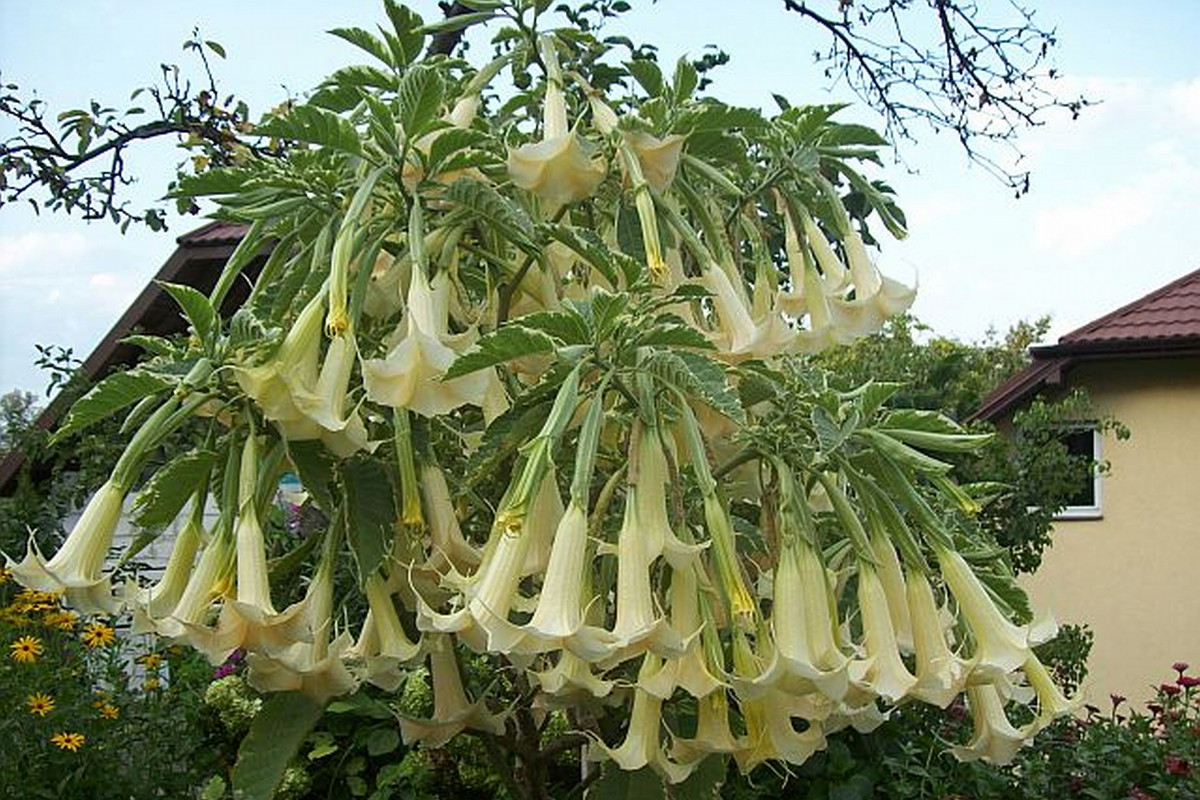 Datura - dzięki nim ogród pięknie pachnie