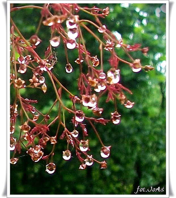 Deszcz tylko uroku dodaje.
Perukowiec Podolski kropelkami udekorowany.