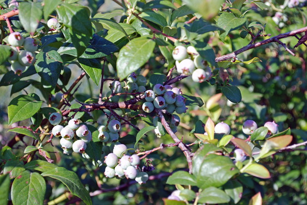 Dla dzieci najlepsza roślina w ogrodzie :)