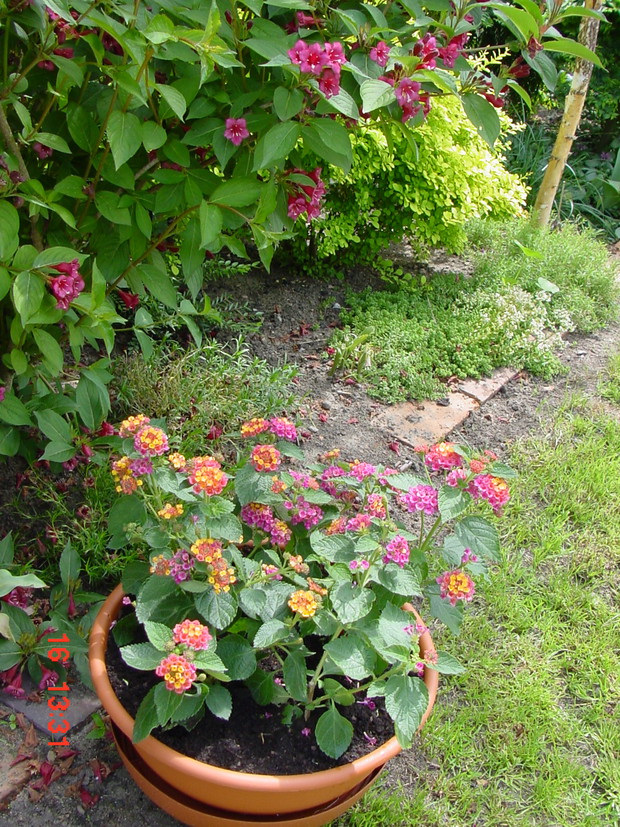 donice stawiam tam, gdzie znajdzie się miejsce, lub w miejscach, gdzie rosną roślinki warte ocalenia przed psami