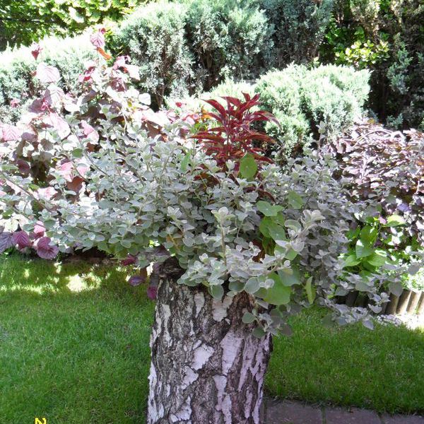 doniczkowe na pniu - nic się nie marnuje