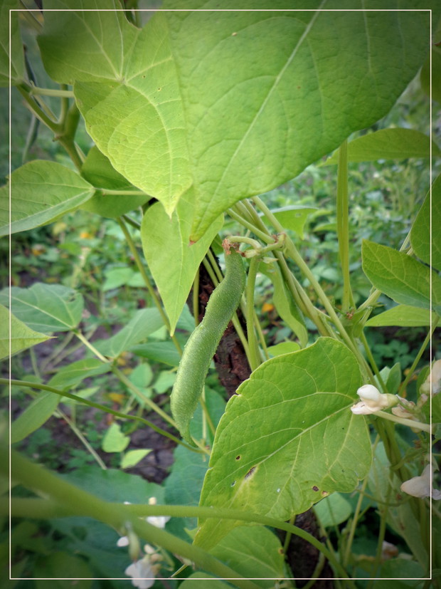 Fasolka szparagowa (najlepsza ze śmietaną)