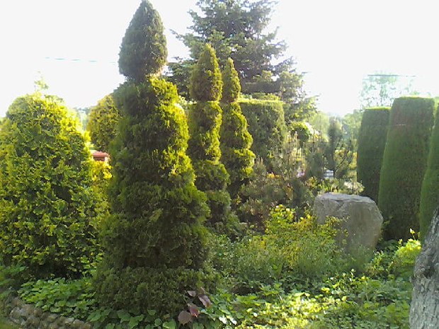 Formowana tuja szmaragd na tle innych krzewów.