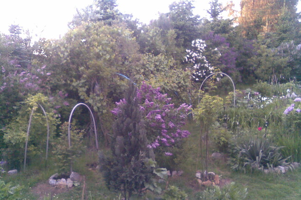 Fragment mojego ogrodu, przedstawiający jego różnorodnośc :)