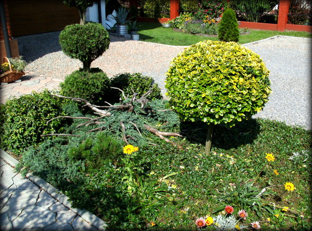frontowy ogródek. Przechodząc ścieżką wyłożoną kamieniami do drzwi domu można podziwiać niebanalne zestawienie przystrzyżonych krzewów, roslin i oryginalnego rozłożystego korzenia