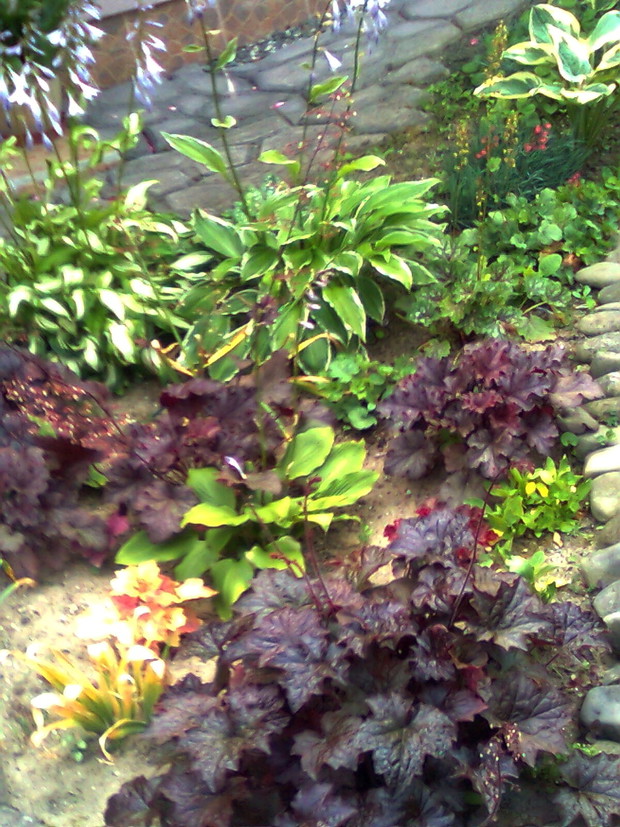 funkie i żurawki   idealne na miejsca cieniste