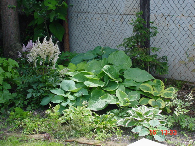 Funkie to kolejna fascynacja. Nazw tylko nie pamiętam, niestety