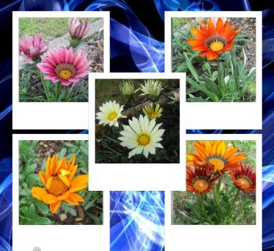 Gama kolorów gazani.