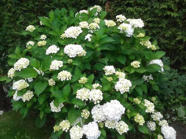 Hortensja biała jest pierwszym krzewem, który samodzielnie ukorzeniłam z sadzonki.
