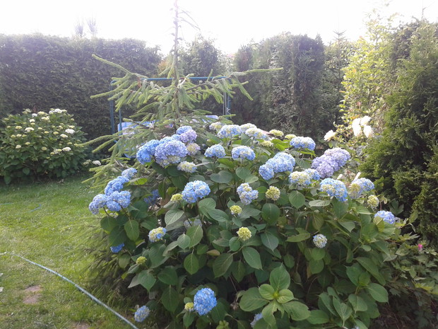Hortensja niebieska jest również sadzonką z szczepu.