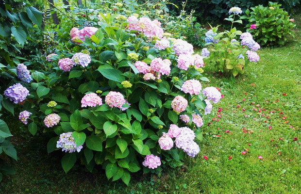 Hortensje ...