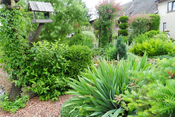 Inna część ogrodu. Tu na konarze starej śliwki zrobiłam dwa karmniki dla ptaków, które zawsze znajdą tutaj pokarm. Konar jest porośnięty bluszczem, obok znajduje się skalniak, na którym rośnie wiele odmian kwiatów i roślin typowo skalniakowych.