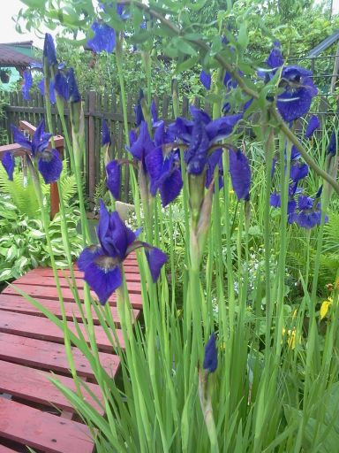 Irysy nad brzegiem zatoczki.