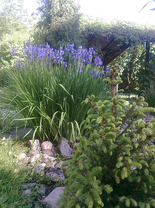 Irysy zdobiące oczko wodne.