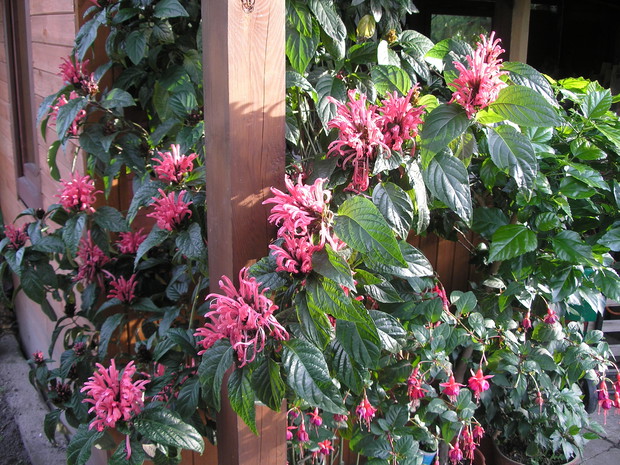 Jakobinia lubi miejsca z rozproszonym światłem. Trzeba pilnować, aby miała wilgotne podłoże.