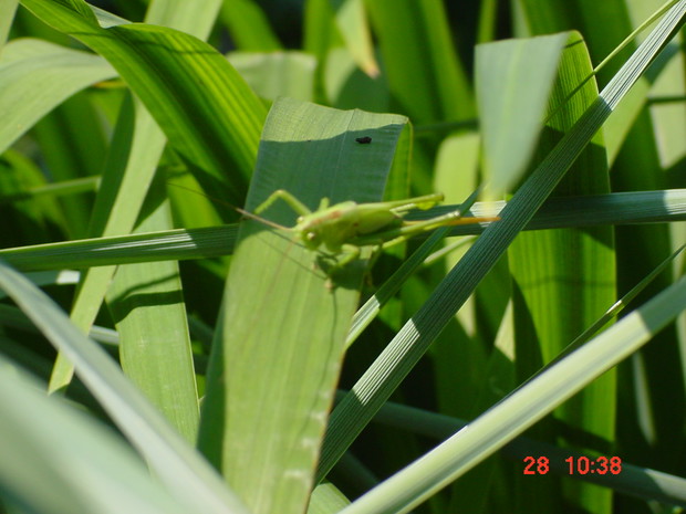 jeden z mieszkańców