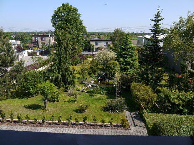 Jedna część ogrodu.Z przodu widać niekwitnącą hortensję,jukę,forsycję,clematis oraz sosny i świerki.Jedną z najokazalszych jest jodła kalifornijska po prawej stronie.W centralnym punkcie znajduje się oczko wodne.